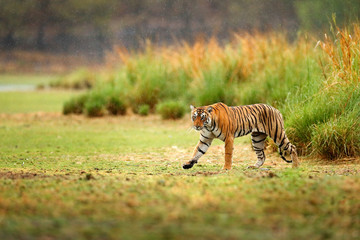 Fototapeta premium Indian tiger with first rain, wild danger animal in the nature habitat, Ranthambore, India. Big cat, endangered animal, nice fur coat. End of dry season, monsoon. Tiger walking in lake grass.