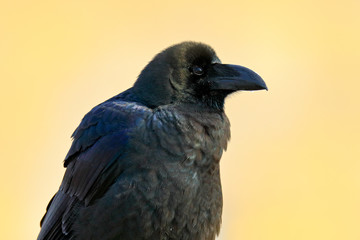 raven in the green grass. Feeding scene from nature. Black bird from Germany. Bird with food. Meadow with raven. Wildlife scene with bird. Black bird, with big beak, detail portrait.