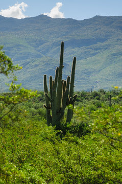 Giant Saguaro in Southern Arizon © Goldilock Project