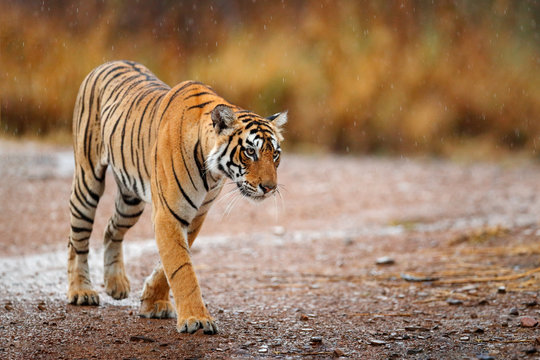 Fototapeta Indian tiger with first rain, wild animal in the nature habitat, Ranthambore, India. Big cat, endangered animal. End of dry season, beginning monsoon. Tiger walking on the gravel road. Wildlife India.