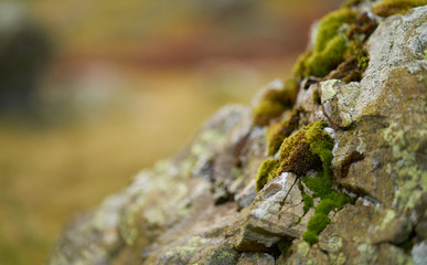 A shallow focus closeup of lichen an moss on weathered rock in the English Lake District.