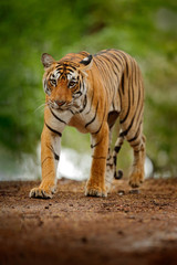 Fototapeta na wymiar Tiger walking on the gravel road. Wildlife India. Indian tiger with first rain, wild animal in the nature habitat, Ranthambore, India. Big cat, endangered animal. End of dry season, beginning monsoon.