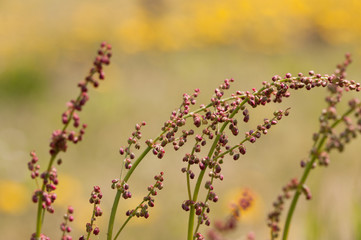 spikes of grass on natural background