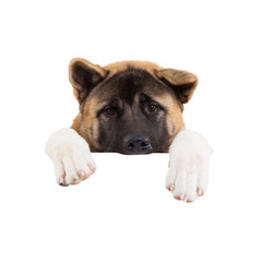  american akita standing behind blank panel isolated