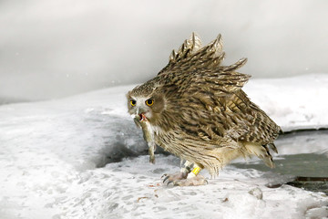 Obraz premium Blakiston's fish owl, catch fish in bill, largest living species of owl, fish owl, eagle owl. Bird hunting in cold water. Wildlife scene, winter Hokkaido, Japan. River bird with open wings. Night bird