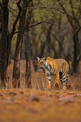 Obraz premium Indian tiger with first rain, wild danger animal in the nature habitat, Ranthambore, India. Big cat, endangered animal, nice fur coat. End of dry season, monsoon. Tiger walking in old dry forest.