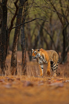 Fototapeta Indian tiger with first rain, wild danger animal in the nature habitat, Ranthambore, India. Big cat, endangered animal, nice fur coat. End of dry season, monsoon. Tiger walking in old dry forest.