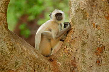 Common Langur, Semnopithecus entellus, portrait of monkey, nature habitat, Sri Lanka. Feeding scene with langur. Wildlife of India. Monkey in nature habitat, clear background. Monkey detail portrait.