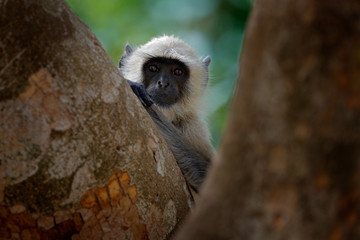 Langur monkey, Semnopithecus entellus, monkey sitting in tree, nature habitat, Sri Lanka. Feeding scene with langur. Wildlife of Sri Lanka. Monkey in nature habitat, clear background and foreground.