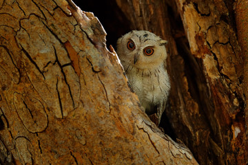 Indian scops owl, Otus bakkamoena, rare bird from Asia. Malaysia beautiful owl in the nature forest habitat. Bird from India. Fish owl sitting on tree in the dark green tropic forest. Night owl image