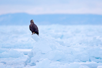 Bird in nature sea habitat, snow with ice. Winter scene with bird of prey. Big bird with snow. Wildlife Japan. White-tailed eagle, Haliaeetus albicilla, Hokkaido, Japan. Action wildlife scene on ice.