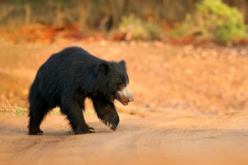 Sloth bear, Melursus ursinus, Ranthambore National Park, India. Wild Sloth bear staring directly at...