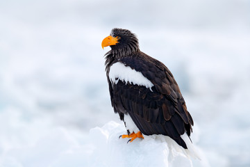 Eagle on ice. Winter Japan with snow.  Wildlife action behaviour scene from nature. Widlife Japan. Steller's sea eagle, Haliaeetus pelagicus, bird with catch fish, with white snow, Hokkaido, Japan.