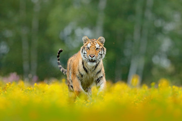 Siberian tiger in beautiful habitat. Amur tiger sitting in the grass. Flowered meadow with danger animal. Wildlife Russia. Summer with tiger. Animal walking in bloom. Tiger with yellow flowers.