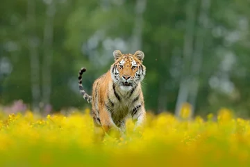 Papier Peint photo Tigre Tigre de Sibérie dans un bel habitat. Tigre de l& 39 Amour assis dans l& 39 herbe. Prairie fleurie avec animal dangereux. Faune Russie. L& 39 été avec le tigre. Animal marchant en fleur. Tigre à fleurs jaunes.