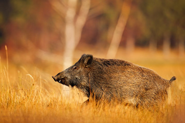 Big wild pig in grass meadow, animal running, Slovakia. Autumn in the forest. Wild boar, Sus scrofa, running in the grass meadow, red autumn forest in background. Wildlife scene from wild nature.