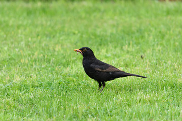 Amsel mit Wurm