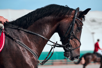 Dressage horse. A close up view of a horse in competition race