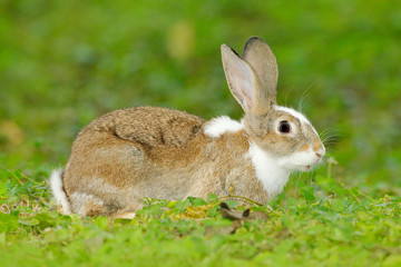 Cute rabbit with flower dandelion sitting in grass during Easter. Wildlife scene form nature. Animal behaviour at forest. Mammal in the spring meadow. Hare, nature habitat. Animal in grass garden.