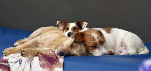 Kilka wtulonych w siebie psów Jack Russell terrier śpi na kanapie w domu.