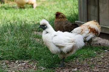 Seidenhuhn noch jung