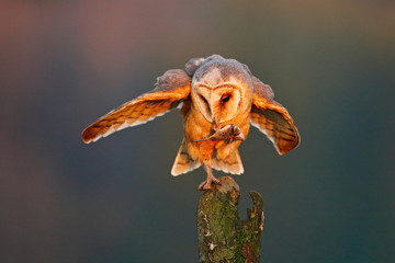 Bird behaviour. Barn owl with catch mouse. Bird in nice orange light. Autumn forest, beautiful bird. Owl, wildlife animal scene, nature. Orange leaves in wood. Fall wildlife, Sweden. Evening sunset.