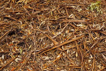 ground cover bark fallen from trees