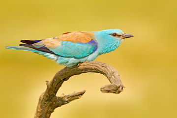 Roller with catch in nature. Birdwatching in Hungary. Nice colour light blue bird European Roller sitting on the branch with open bill, blurred yellow background. Wildlife scene from Europe nature.