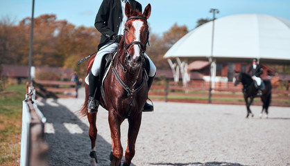 Portrait of a dressage horse during the test.