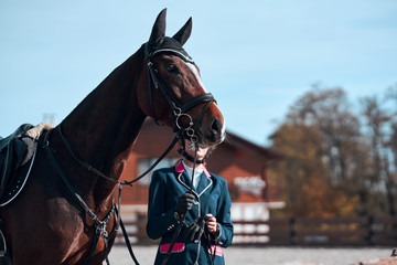 Dressage horse. A close up view of a horse in competition race