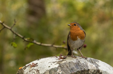 Robin Redbreast