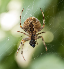 Spider in Web