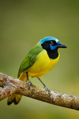 Green Jay, Cyanocorax yncas, wild nature, Belize. Beautiful bird from Central Anemerica. Birdwatching in Belize. Jay sitting on the branch. Yellow Bird, black blue head, wild nature. Wildlife Mexico.