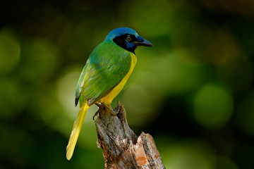 Green Jay, Cyanocorax yncas, wild nature, Belize. Beautiful bird from South  America. Birdwatching in Ecuador. Yellow bird Jay sitting on the branch. Tropic bird in forest.