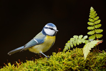 Blue Tit, cute blue and yellow songbird in autumn, nice green moss branch with fern, Germany, Cute little bird in the nature. Beautiful evening autumn light. Blue tit in nature habitat.