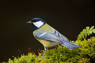 Great Tit, Parus major, black and yellow songbird sitting on the lichen tree branch, little bird in nature forest habitat, clear green background, wild animal, France. Detail head portrait of bird.
