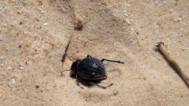 Desert darkling beetle very quickly digs a shelter in the sand (Pimelia bipunctata)