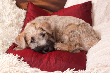  Irish Soft Coated Wheaten Terrier puppy sleeping on the red pillow on white fluffy carpet © annatronova