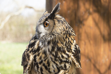 Long-eared Owl. Asio Otus