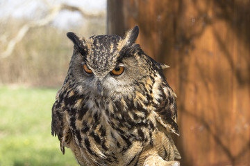 Long-eared Owl. Asio Otus