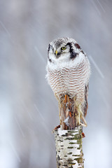 Obraz premium Owl on birch stick, snowfall in forest, Finland. Hawk Owl sitting on the branch during winter with snow flake. Winter scene with bird. Snow fall with owl. Wildlife winter scene from Norway.