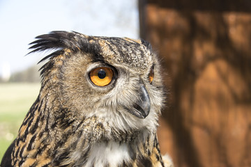 Long-eared Owl. Asio Otus