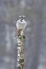 Hawk Owl sitting on the branch during winter with snow flake. Winter scene with bird. Snow fall with owl. Wildlife winter scene from Norway. Owl on birch stick, snowfall in forest, Finland.