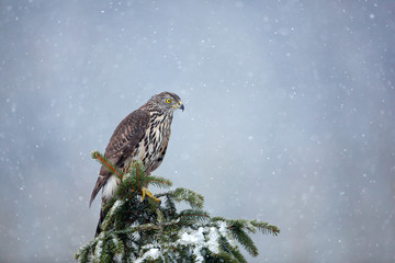 Goshawk on spruce tree, Germany. Northern Goshawk landing on spruce tree during winter with snow. Wildlife scene from winter nature. Bird of prey in the forest habitat. Cold day in Europe.