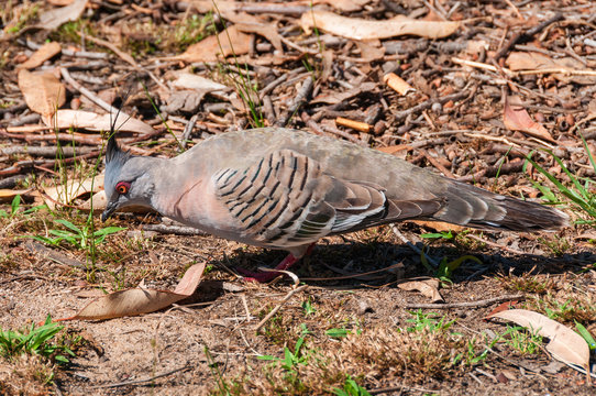 Crested pigeon bird in the wild