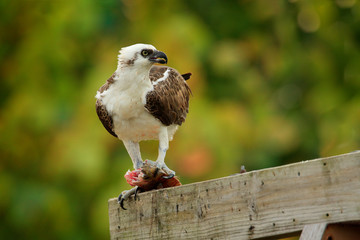Osprey with fish. Bird catch the fish. Bird of prey Osprey, Pandion haliaetus, feeding catch fish, Mexico. Wildlife scene from nature. Eagle with dead fish. Bird with food. Wildlife scene from nature.