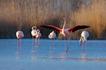 Herde von Greater Flamingo, Phoenicopterus ruber, schöner rosafarbener großer Vogel, tanzend im Wasser, Tier im Naturlebensraum. Blauer Himmel und Wolken, Italien, Europa. Landschaft mit Flamingos.