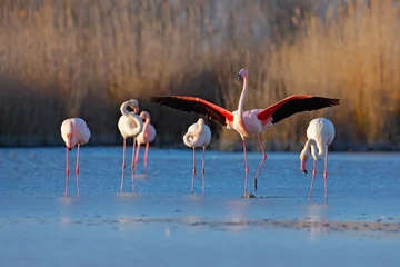 Zelfklevend Fotobehang Flamingo Flock of  Greater Flamingo, Phoenicopterus ruber, nice pink big bird, dancing in the water, animal in the nature habitat. Blue sky and clouds, Italy, Europe. Landscape with flamingos.