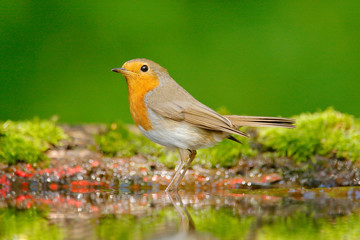 Naklejka premium European Robin, Erithacus rubecula, sitting in the water, nice lichen tree branch, bird in the nature habitat, spring, nesting time, Germany. Orange songbird with mirror reflection in water surface.