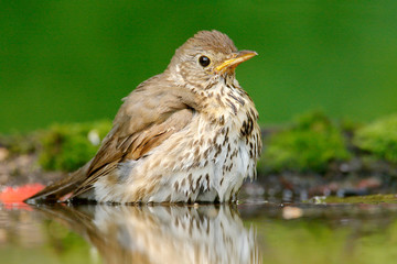 Orange song thrush Turdus philomelos, sitting in the water, nice lichen tree branch, bird in the nature habitat, spring - nesting time, Germany